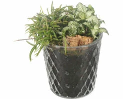 Zimmerpflanzen Arrangement Nature FloraSelf Ø 12 Cm Glas Diamond