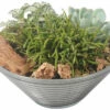 Zimmerpflanzen Arrangement Nature FloraSelf Ø 19 Cm Glasschale -Hornbach Gartenmarkt DV 8 10620860 01 4c NL 20221214101655