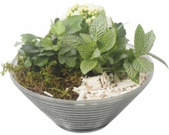 Zimmerpflanzen Arrangement Weiß FloraSelf Ø 19 Cm Glasschale