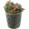 Zimmerpflanzen Arrangement Rot FloraSelf Ø 12 Cm Glas Diamond -Hornbach Gartenmarkt DV 8 10620867 01 4c NL 20221214101655
