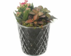 Zimmerpflanzen Arrangement Rot FloraSelf Ø 12 Cm Glas Diamond
