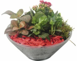 Zimmerpflanzen Arrangement Rot FloraSelf Ø 19 Cm Glasschale