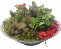Zimmerpflanzen Arrangement Rot FloraSelf Ø 30 Cm Glasschale