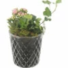 Zimmerpflanzen Arrangement Rosa FloraSelf Ø 12 Cm Glas Diamond -Hornbach Gartenmarkt DV 8 10620872 01 4c NL 20221214104700