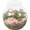 Zimmerpflanzen Arrangement Rosa FloraSelf Ø 18 Cm Glasvase Edge 100% Recyceltes Glas -Hornbach Gartenmarkt DV 8 10620874 01 4c NL 20221214111923