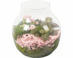 Zimmerpflanzen Arrangement Rosa FloraSelf Ø 18 Cm Glasvase Edge 100% Recyceltes Glas