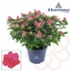 Zimmerazalee FloraSelf Hortinno® Rosa H 20-25 Cm Ø 13 Cm Topf -Hornbach Gartenmarkt DV 8 10620879 01 4c NL 20221213134756
