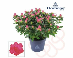 Zimmerazalee FloraSelf Hortinno® Rosa H 20-25 Cm Ø 13 Cm Topf