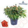 Zimmerazalee FloraSelf Hortinno® Rot H 20-25 Cm Ø 13 Cm Topf 2 Zimmerazalee FloraSelf Hortinno® Rot H 20-25 Cm Ø 13 Cm Topf -Hornbach Gartenmarkt DV 8 10620880 01 4c NL 20221213134756