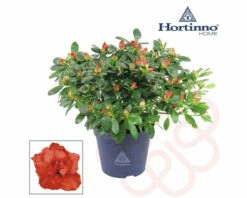 Zimmerazalee FloraSelf Hortinno® Rot H 20-25 Cm Ø 13 Cm Topf