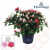 Zimmerazalee FloraSelf Hortinno® Home Multicolor 'Classic Collection' H 20-25 Cm Ø 13 Cm Topf