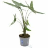 Alocasie, Tiger-Pfeilblatt FloraSelf Alocasia Tigrina H Ca. 60 Cm Ø 17 Cm Topf -Hornbach Gartenmarkt DV 8 10620883 01 4c NL 20221214101655