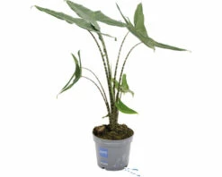 Alocasie, Tiger-Pfeilblatt FloraSelf Alocasia Tigrina H Ca. 60 Cm Ø 17 Cm Topf