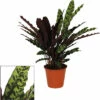 Lanzenblättrige Korbmarante FloraSelf Calathea Insignis H Ca. 85 Cm Ø 17 Cm Topf -Hornbach Gartenmarkt DV 8 10620884 01 4c NL 20221215144759