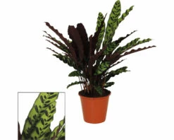 Lanzenblättrige Korbmarante FloraSelf Calathea Insignis H Ca. 85 Cm Ø 17 Cm Topf
