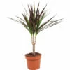Drachenbaum FloraSelf Dracaena Marginata H Ca. 65 Cm Ø 12 Cm Topf 2 Drachenbaum FloraSelf Dracaena Marginata H Ca. 65 Cm Ø 12 Cm Topf -Hornbach Gartenmarkt DV 8 10620886 01 4c NL 20221215141754
