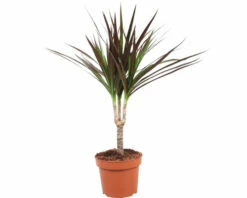 Drachenbaum FloraSelf Dracaena Marginata H Ca. 65 Cm Ø 12 Cm Topf