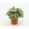 Silberblatt-Peperomie FloraSelf Peperomia Argyreia H Ca. 25 Cm Ø 15 Cm Topf -Hornbach Gartenmarkt DV 8 10620887 01 4c NL 20221213131752