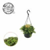 Fetthenne Ampel FloraSelf Sedum 'Tornado' -Hornbach Gartenmarkt DV 8 10620889 01 4c NL 20221213134756