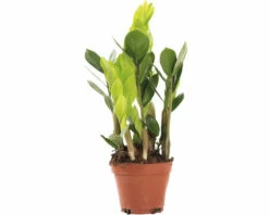 Glücksfeder FloraSelf Zamioculcas Zamiifolia H Ca. 35 Cm Ø 10,5 Cm Topf