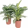 Kolbenfaden FloraSelf Aglaonema 'Silver Splash' H Ca. 70 Cm Ø 21 Cm Topf