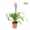 Guzmania FloraSelf Guzmania Candy H Ca. 40 Cm Ø 12 Cm Topf -Hornbach Gartenmarkt DV 8 10620902 01 4c NL 20221213141653
