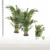 Fischschwanzpalme FloraSelf Caryota Mitis H Ca. 160 Cm Ø 24 Cm Topf -Hornbach Gartenmarkt DV 8 10620903 01 4c NL 20221213134656