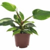 Baumfreund FloraSelf Philodendron 'White Princess' H Ca. 30 Cm Ø 12 Cm Topf -Hornbach Gartenmarkt DV 8 10620907 01 4c NL 20221214054658