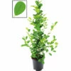 Chinesische Feige Lorbeer-Feige FloraSelf Ficus Moclame H Ca. 105 Cm Ø 21 Cm Topf 1 Chinesische Feige Lorbeer-Feige FloraSelf Ficus Moclame H Ca. 105 Cm Ø 21 Cm Topf -Hornbach Gartenmarkt DV 8 10620912 01 4c NL 20221215214650