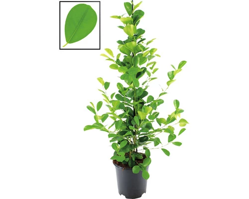 Chinesische Feige Lorbeer-Feige FloraSelf Ficus Moclame H Ca. 105 Cm Ø 21 Cm Topf 3 Chinesische Feige Lorbeer-Feige FloraSelf Ficus Moclame H Ca. 105 Cm Ø 21 Cm Topf