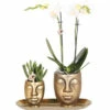 Geschenk-Set Klein Botique Chic Gold FloraSelf Mit Orchidee, Sukkulenten Und Tablett Oval 30 Cm -Hornbach Gartenmarkt DV 8 10622299 01 4c NL 20221209124750