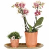 Geschenk-Set Culture FloraSelf Mit Orchidee, Rhipsalis Und Tablett Oval 30 Cm 1 Geschenk-Set Culture FloraSelf Mit Orchidee, Rhipsalis Und Tablett Oval 30 Cm -Hornbach Gartenmarkt DV 8 10622301 01 4c NL 20221209132932