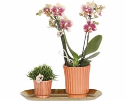 Geschenk-Set Culture FloraSelf Mit Orchidee, Rhipsalis Und Tablett Oval 30 Cm