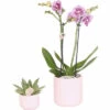 Geschenk-Set Floral Blush FloraSelf Mit Orchidee, Sukkulente Und Tablett Oval 30 Cm -Hornbach Gartenmarkt DV 8 10622302 01 4c NL 20221209124750