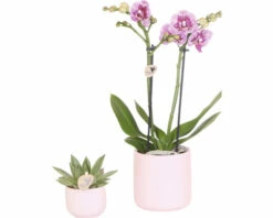 Geschenk-Set Floral Blush FloraSelf Mit Orchidee, Sukkulente Und Tablett Oval 30 Cm