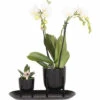 Geschenk-Set Klein Home Hub Black FloraSelf Mit Orchidee, Sukkulenten Und Und Tablett Oval 30 Cm 1 Geschenk-Set Klein Home Hub Black FloraSelf Mit Orchidee, Sukkulenten Und Und Tablett Oval 30 Cm -Hornbach Gartenmarkt DV 8 10622303 01 4c NL 20221209131753
