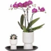 Geschenk-Set Klein Home Hub Grey FloraSelf Mit Orchidee, Sukkulenten Und Und Tablett Oval 30 Cm 1 Geschenk-Set Klein Home Hub Grey FloraSelf Mit Orchidee, Sukkulenten Und Und Tablett Oval 30 Cm -Hornbach Gartenmarkt DV 8 10622304 01 4c NL 20221209131653