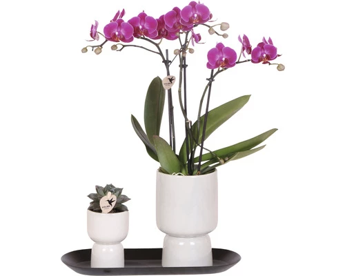 Geschenk-Set Klein Home Hub Grey FloraSelf Mit Orchidee, Sukkulenten Und Und Tablett Oval 30 Cm 3 Geschenk-Set Klein Home Hub Grey FloraSelf Mit Orchidee, Sukkulenten Und Und Tablett Oval 30 Cm