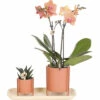 Geschenk-Set Inner Retreat FloraSelf Mit Orchidee, Haworthia Und Bambustablett Oval 30 Cm 2 Geschenk-Set Inner Retreat FloraSelf Mit Orchidee, Haworthia Und Bambustablett Oval 30 Cm -Hornbach Gartenmarkt DV 8 10622305 01 4c NL 20221209131653