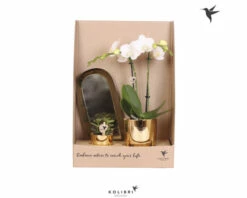 Geschenk-Set Klein Lush Life Gold FloraSelf Mit Orchidee, Sukkulenten Und Tablett Oval 30 Cm -Hornbach Gartenmarkt DV 8 10622306 01 4c NL 20221208134651
