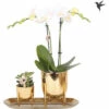Geschenk-Set Klein Lush Life Gold FloraSelf Mit Orchidee, Sukkulenten Und Tablett Oval 30 Cm -Hornbach Gartenmarkt DV 8 10622306 02 4c NL 20221209131753