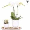 Geschenk-Set Klein Lush Life Silber FloraSelf Mit Orchidee, Sukkulenten Und Tablett Oval 30 Cm 2 Geschenk-Set Klein Lush Life Silber FloraSelf Mit Orchidee, Sukkulenten Und Tablett Oval 30 Cm -Hornbach Gartenmarkt DV 8 10622307 01 4c NL 20221209124750