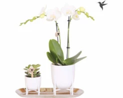 Geschenk-Set Klein Lush Life Silber FloraSelf Mit Orchidee, Sukkulenten Und Tablett Oval 30 Cm