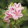 Japanische Azalee FloraSelf Rhododendron Obtusum 'Kermesina Rosé' H 20-25 Cm Co 2 L 1 Japanische Azalee FloraSelf Rhododendron Obtusum 'Kermesina Rosé' H 20-25 Cm Co 2 L -Hornbach Gartenmarkt DV 8 10647109 01 4c DE 20230130094756