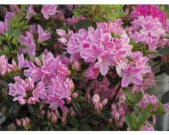 Japanische Azalee FloraSelf Rhododendron Obtusum 'Kermesina Rosé' H 20-25 Cm Co 2 L -Hornbach Gartenmarkt DV 8 10647109 03 4c DE 20230209121700