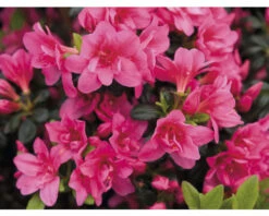 Japanische Azalee FloraSelf Rhododendron Obtusum 'Gislinde' H 20-25 Cm Co 2 L -Hornbach Gartenmarkt DV 8 10647135 02 4c DE 20230130104652