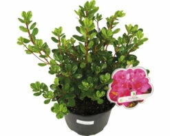 Japanische Azalee FloraSelf Rhododendron Obtusum 'Gislinde' H 20-25 Cm Co 2 L -Hornbach Gartenmarkt DV 8 10647135 03 4c DE 20230131061657