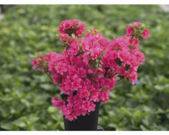 Japanische Azalee FloraSelf Rhododendron Obtusum 'Gislinde' H 20-25 Cm Co 2 L -Hornbach Gartenmarkt DV 8 10647135 04 4c DE 20230209121800