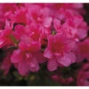 Japanische Azalee FloraSelf Rhododendron Obtusum 'Gislinde' H 25-30 Cm Co 3 L -Hornbach Gartenmarkt DV 8 10647136 01 4c DE 20230130104652