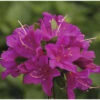 Japanische Azalee FloraSelf Rhododendron Obtusum 'Purpurtraum' H 25-30 Cm Co 3 L -Hornbach Gartenmarkt DV 8 10647138 01 4c DE 20230130104652